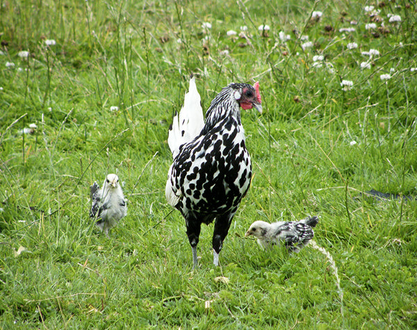 Guide To Incubation and Chick Rearing
