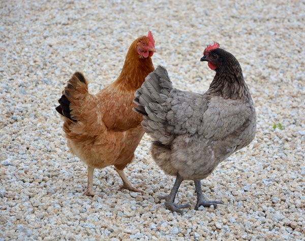 Ask Phill 19 - Introducing New Chickens to your Flock