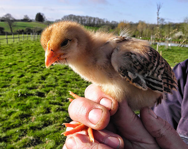 One of our Heinz57 Chicks