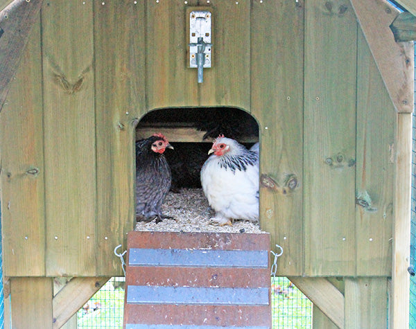 Ask Phill 32 - How to Get Rid of Red Mite in Your Coop