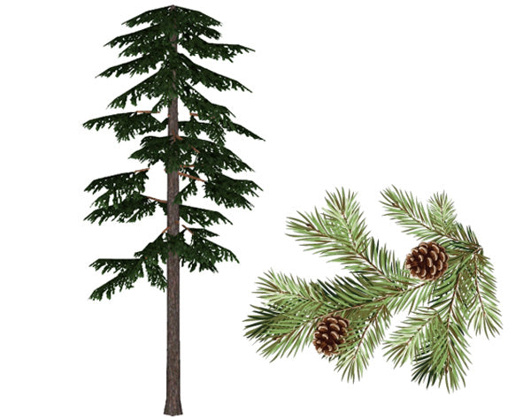 Redwood versus Whitewood