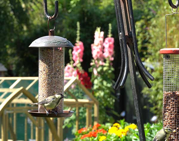 10 Top Tips for Feeding Garden Birds in the Summer