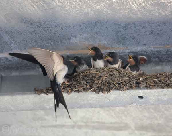 How to Choose and Site a Bird Nesting Box