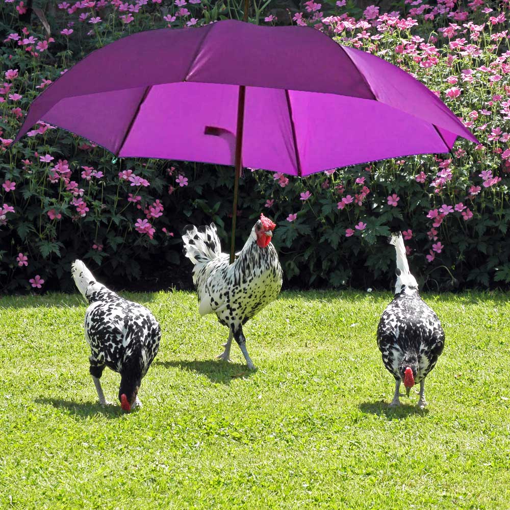 Avian Flu (Bird Flu) Latest - Flyte so Fancy