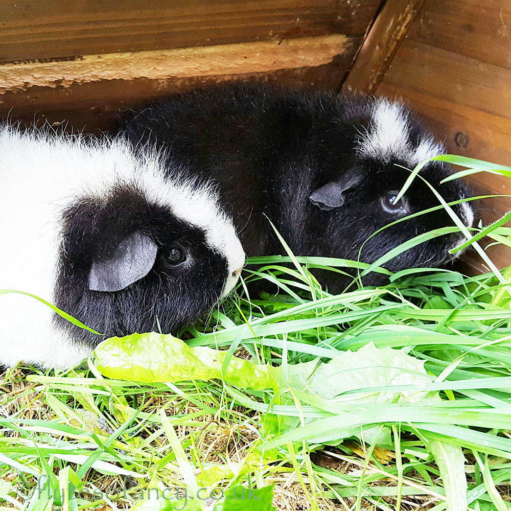 Guinea Pig Houses