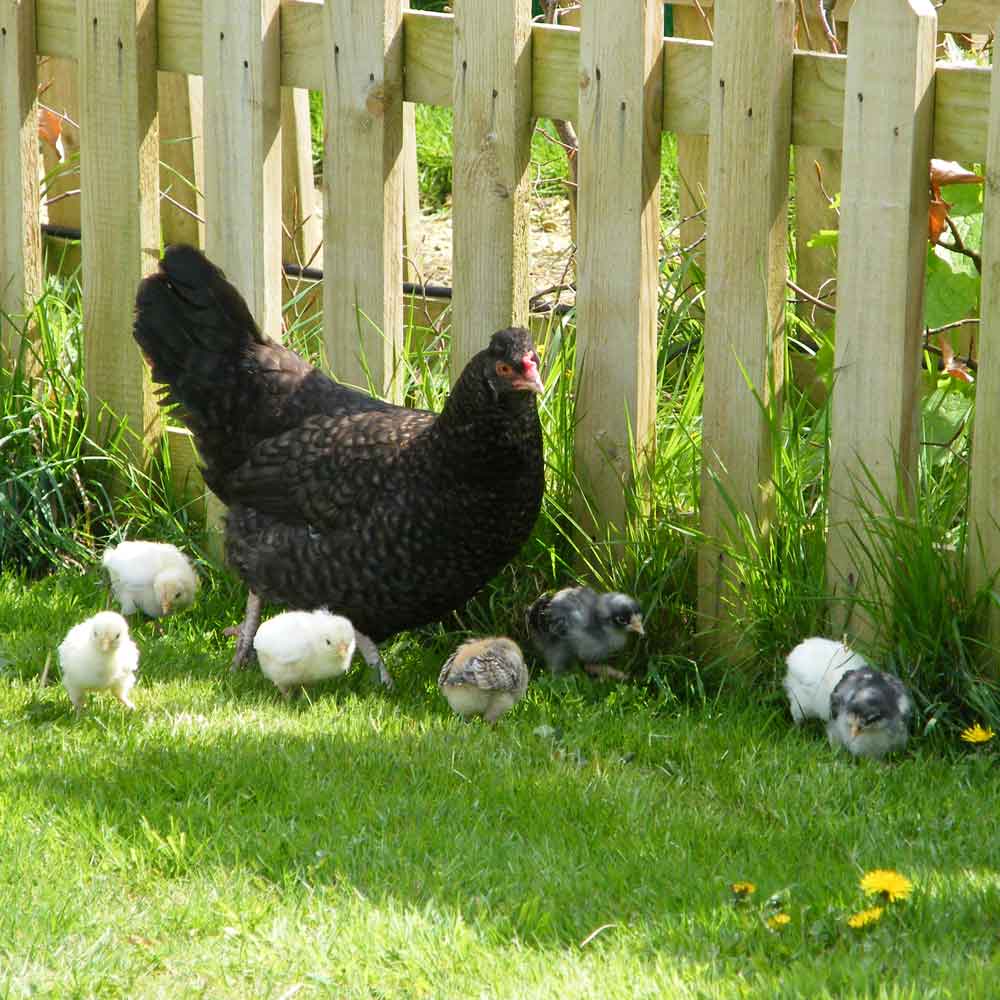 Poultry Supplies on Offer