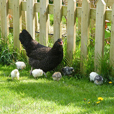 Poultry Supplies on Offer