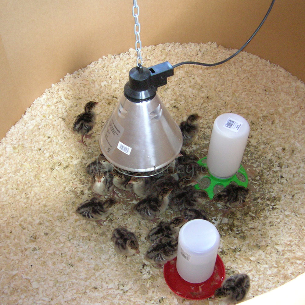 Brooding Equpments Poultry Brooding Equipment | Poultry Supplies