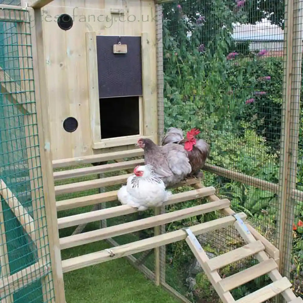 Day perches Flyte Aviary 8 Chicken Coop with Pekin Bantams