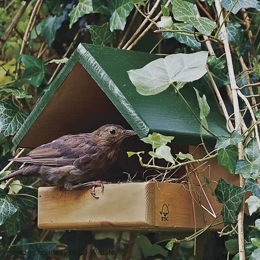 Open-Fronted Blackbird Nest Box