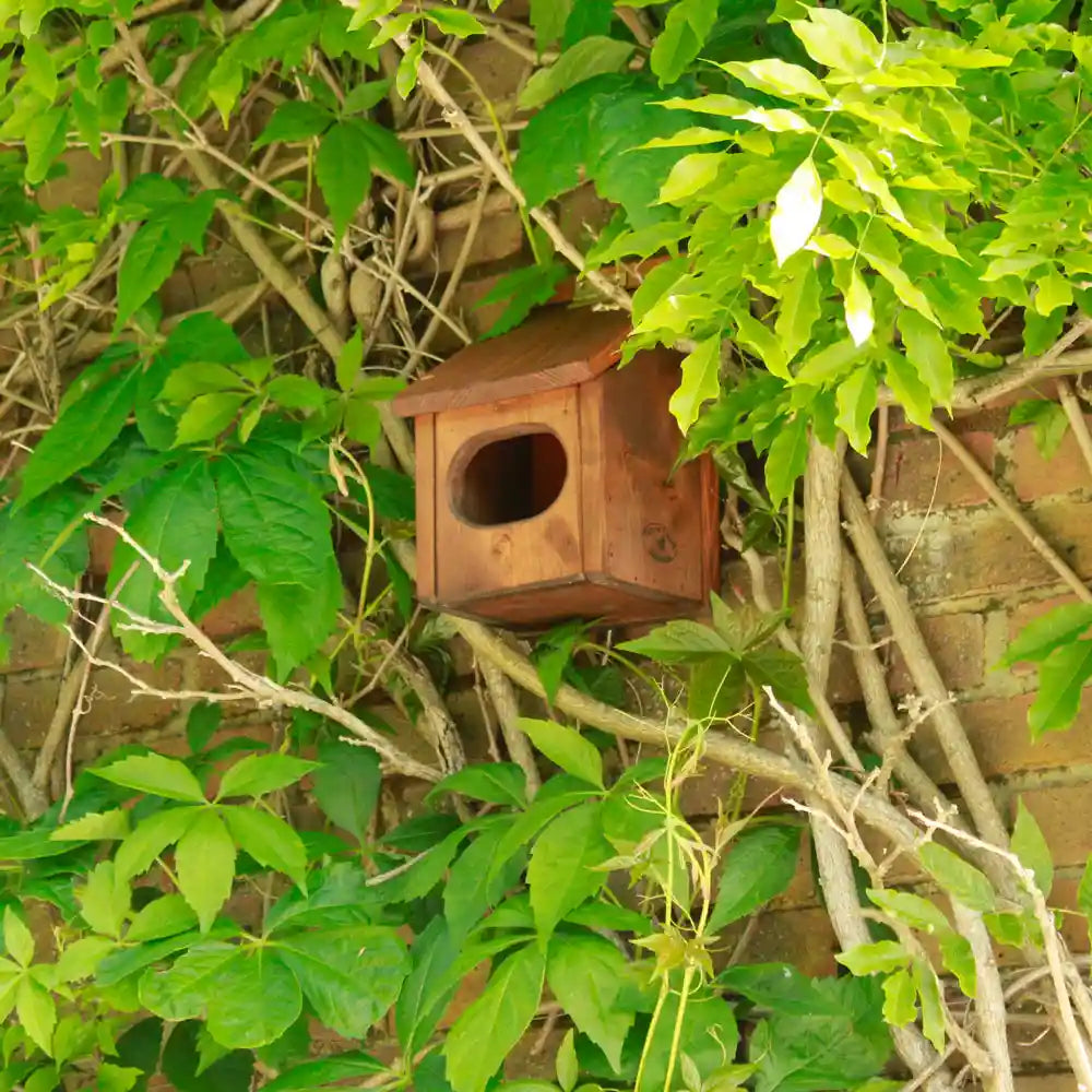 Brown Blackbird Nesting Box