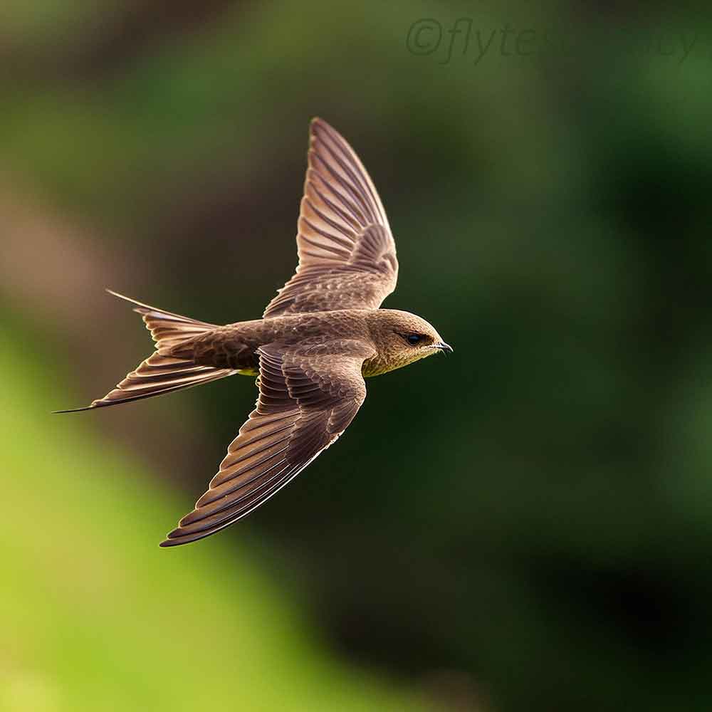 Flyte Swift Nest Box