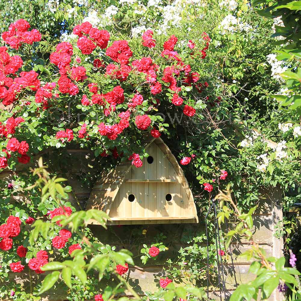 Durdle Door Garden Bird House amongst the Jubilee Roses
