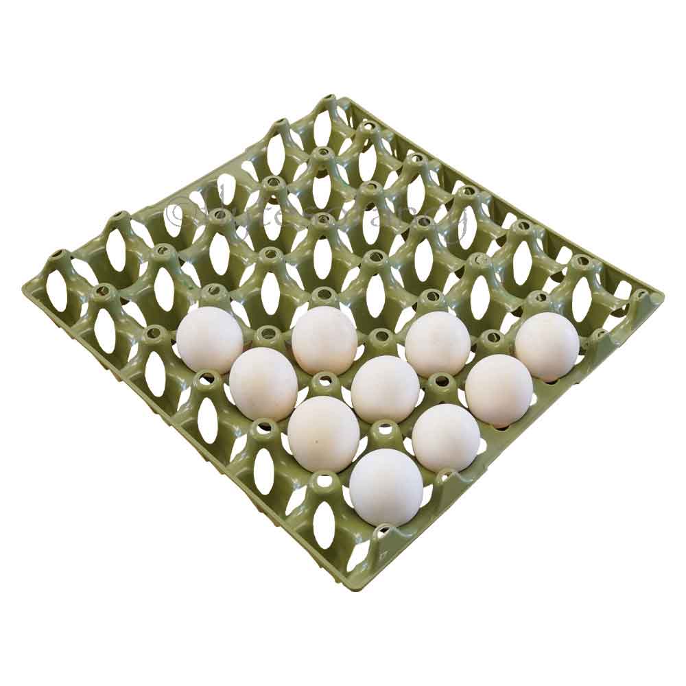 Economy Plastic Egg Trays, Pack of 25