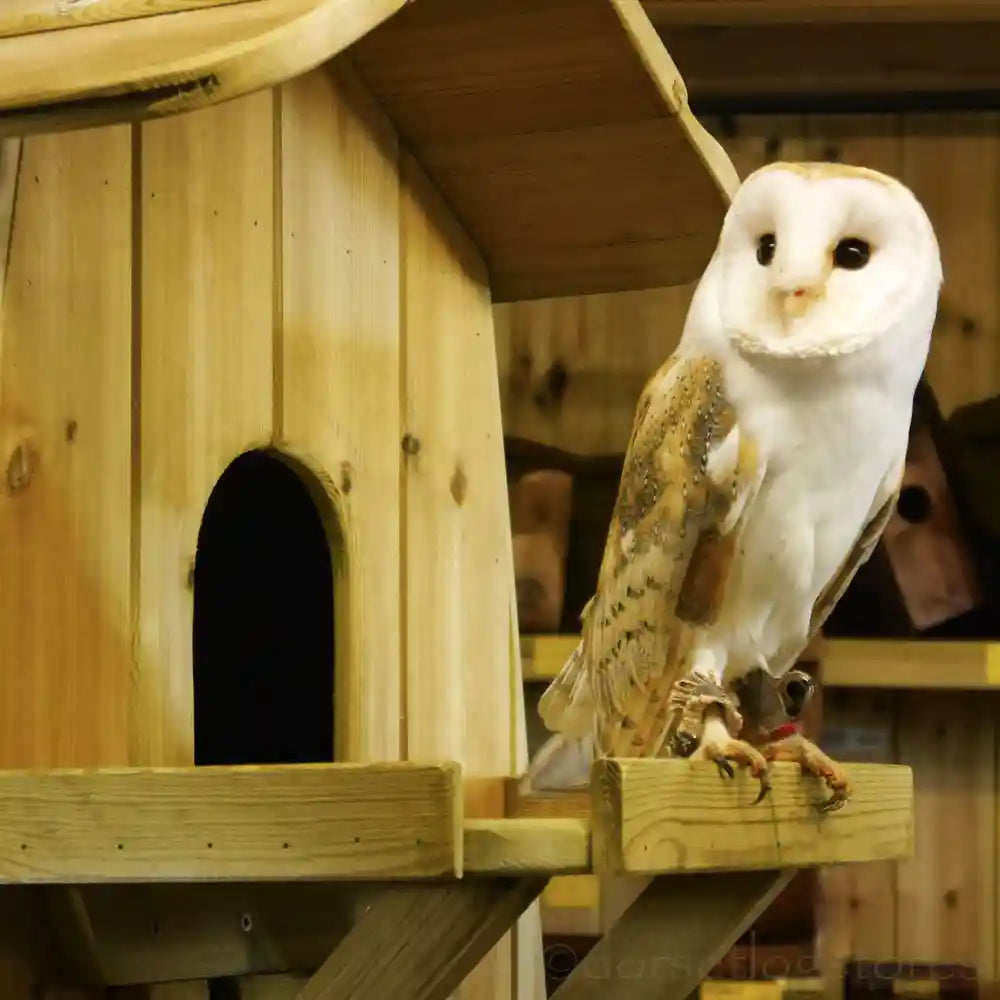 Flyte Barn Owl Nesting Box with Eddie