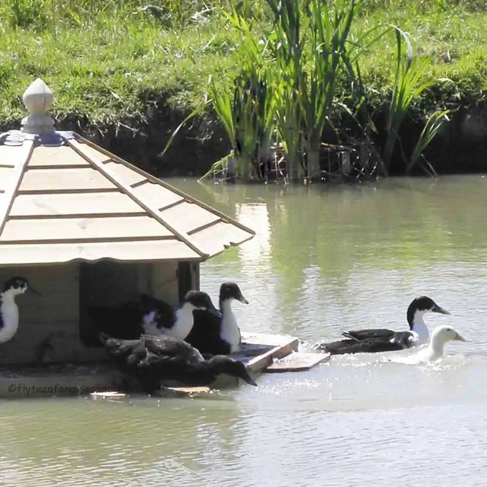 Floating Duck Lodge and Cayugas