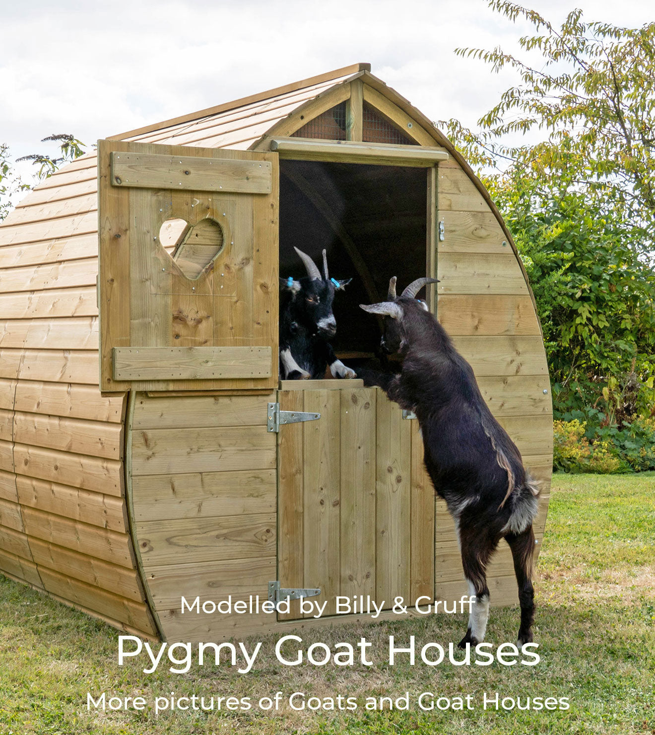 Pygmy Goat Houses Flyte so Fancy