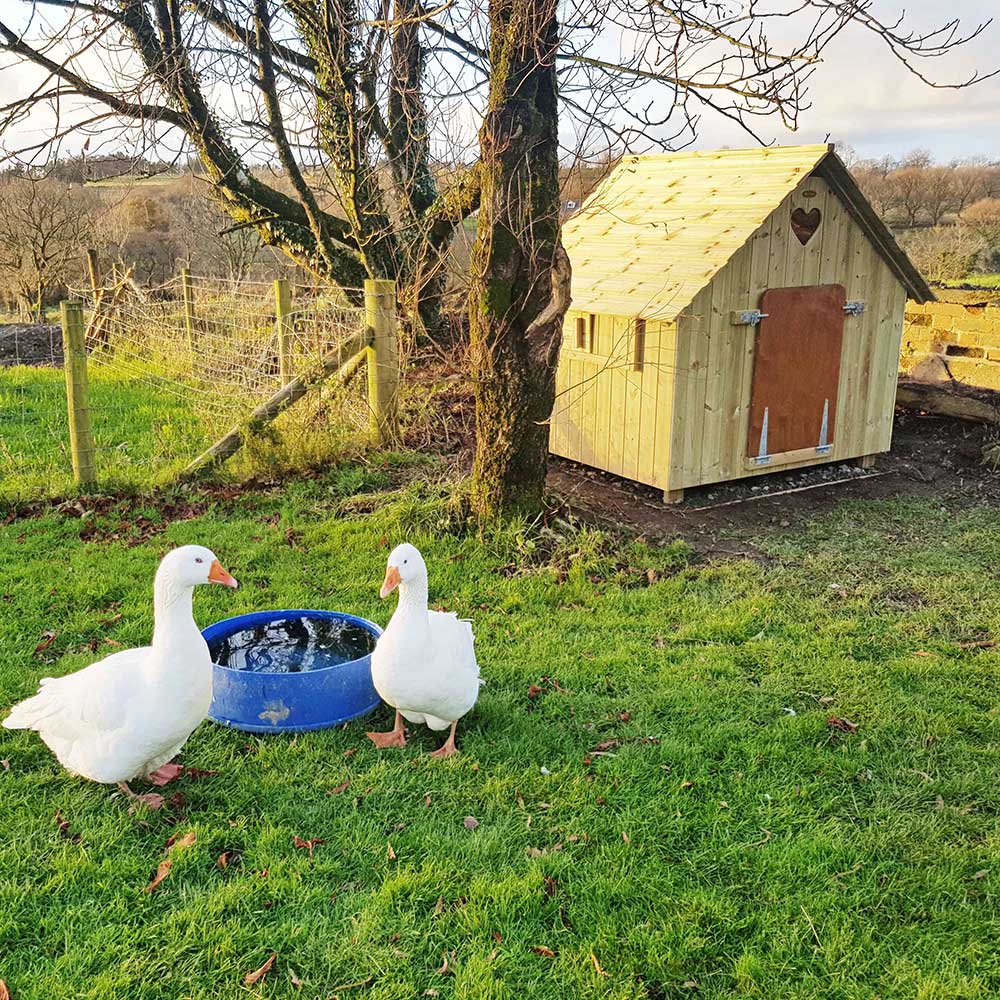 Goosey-Loosey Goose House