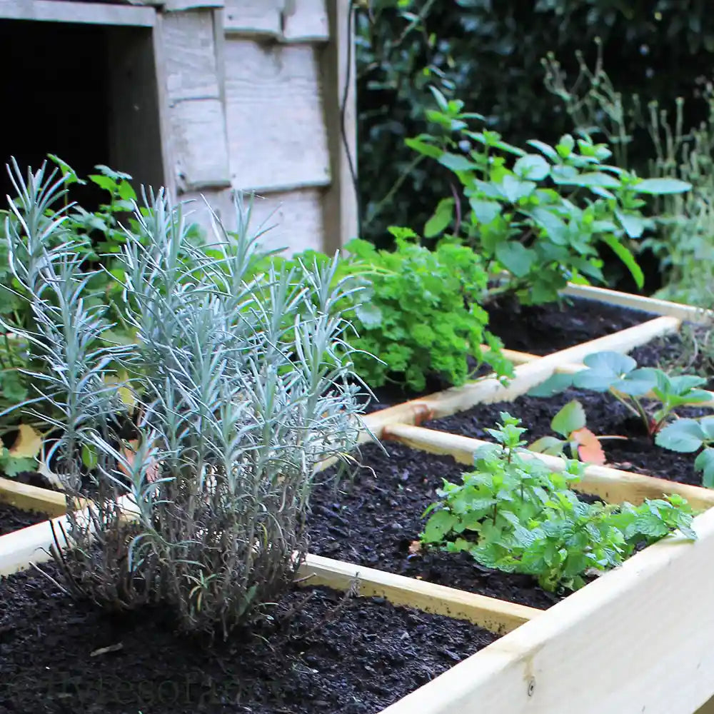Herb garden Grow-Top Living Roof Garden Store