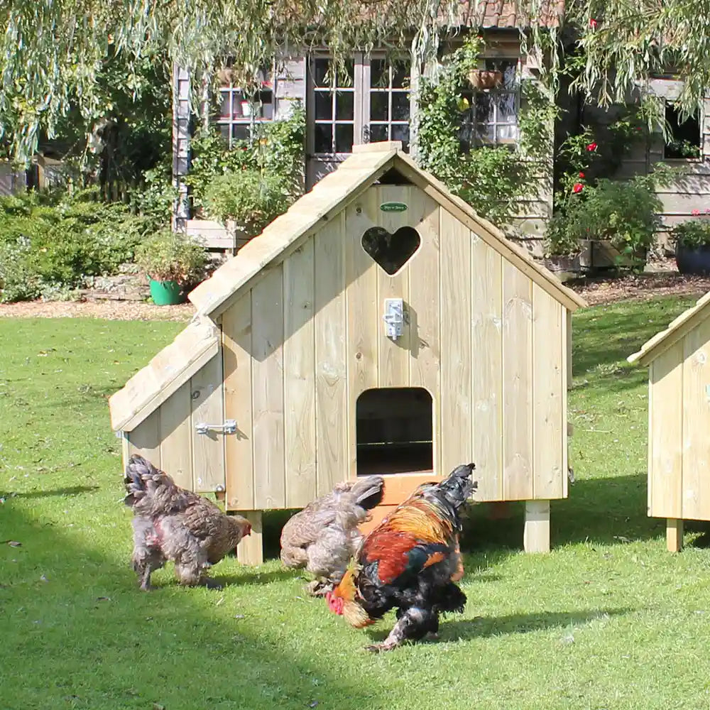 Maggie's Dozen Hen House with Brahma chickens