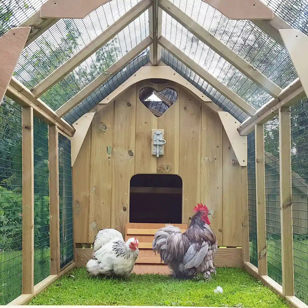 Inside the Maggie's Six Hen House 6ft Run