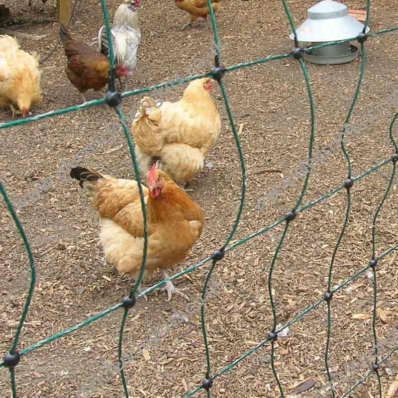 Hens kept safe behind electric netting