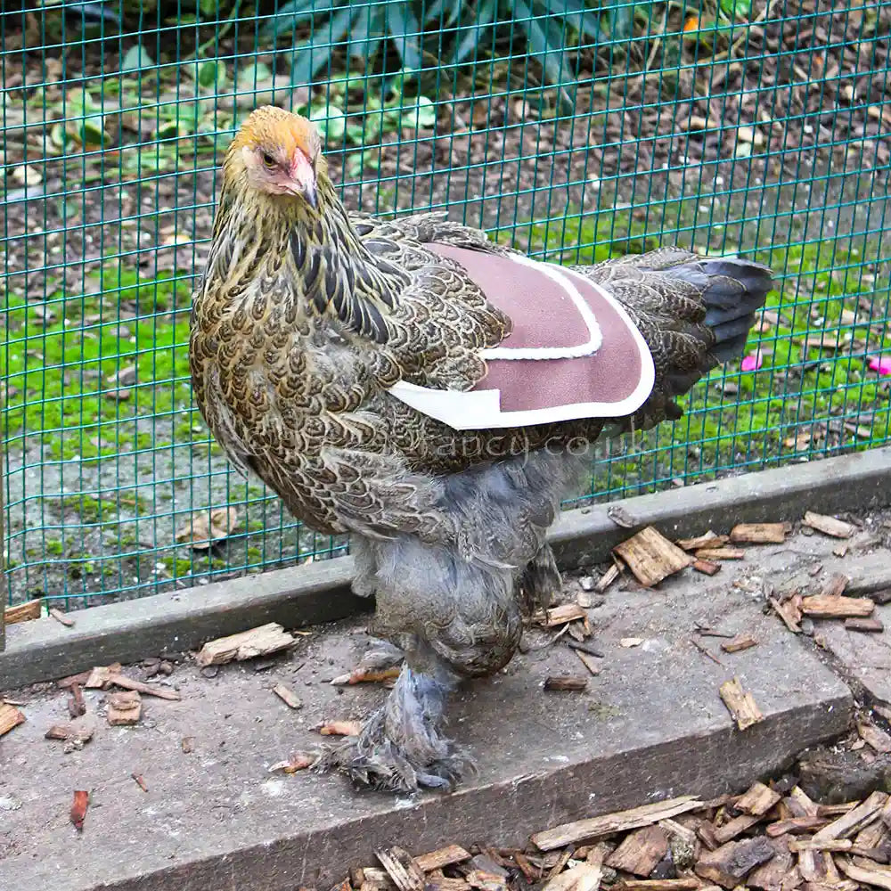 Canvas Poultry Saddles fitted to a Brahma hen