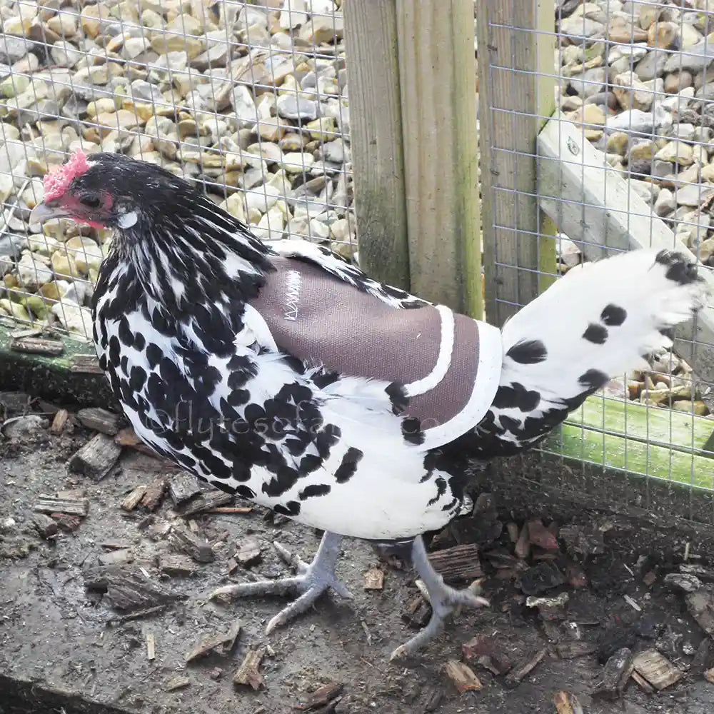 Canvas Poultry Saddle fitted to a Hamburg Bantam