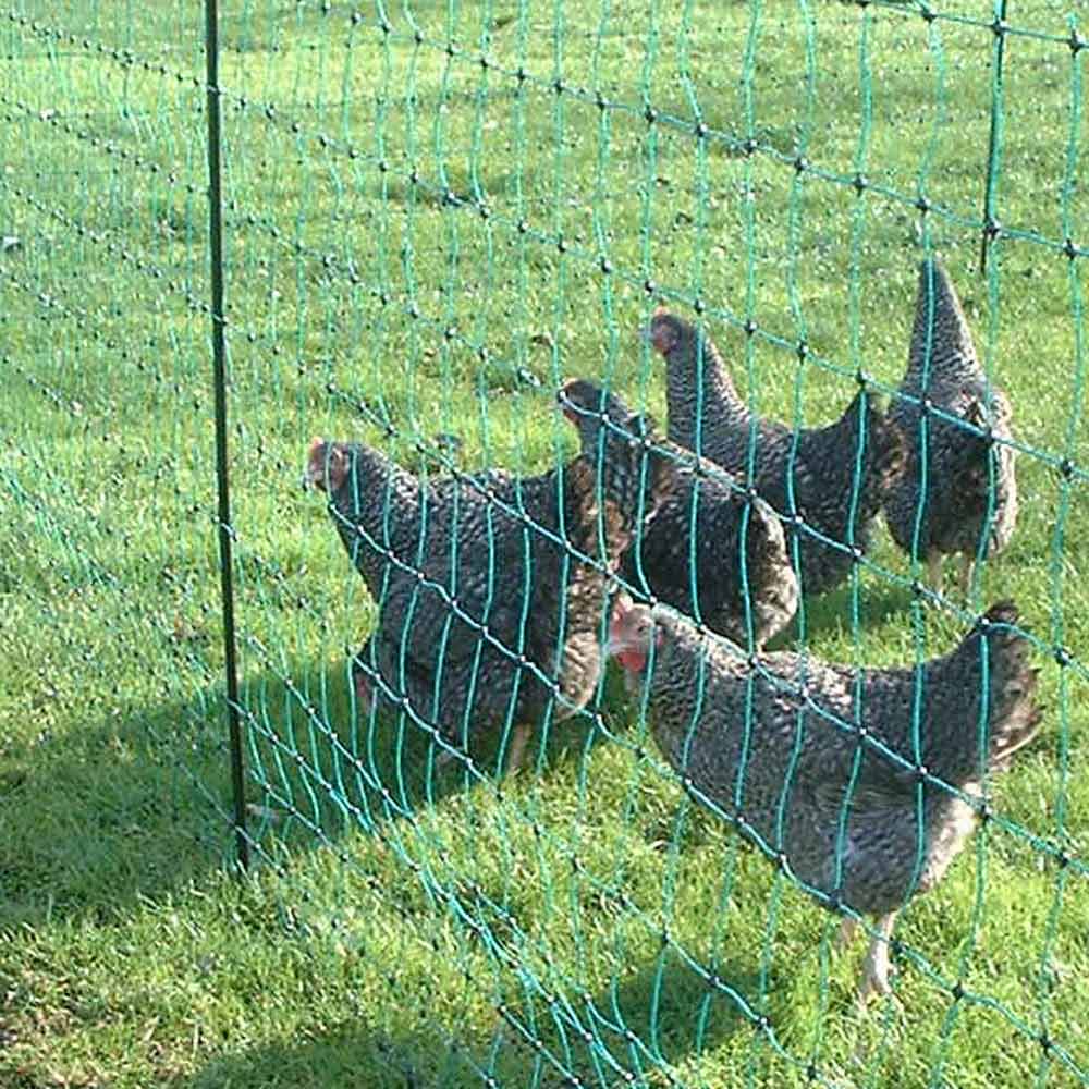 Electric Netting keeping hens safe