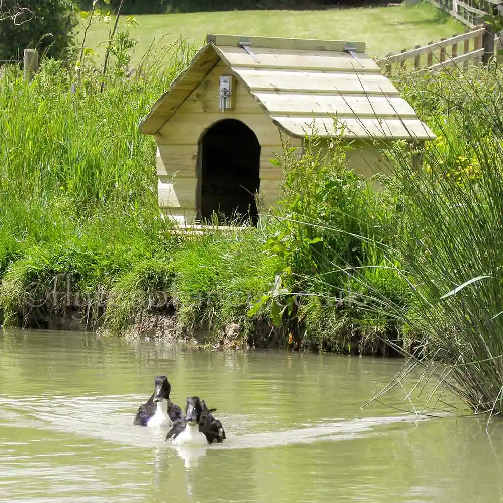 Large Puddleduck Duck House beside the duck pond