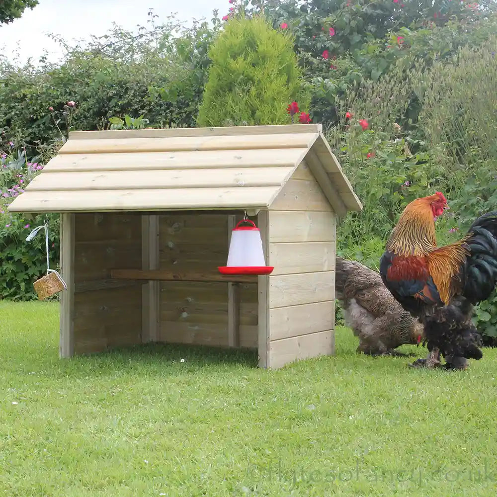 Small Chicken Shelter with Brahmas