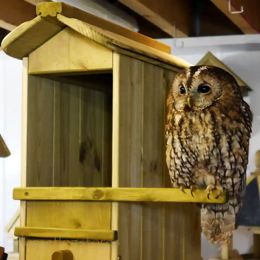 Flyte Tawny Owl Nesting Box with Owl