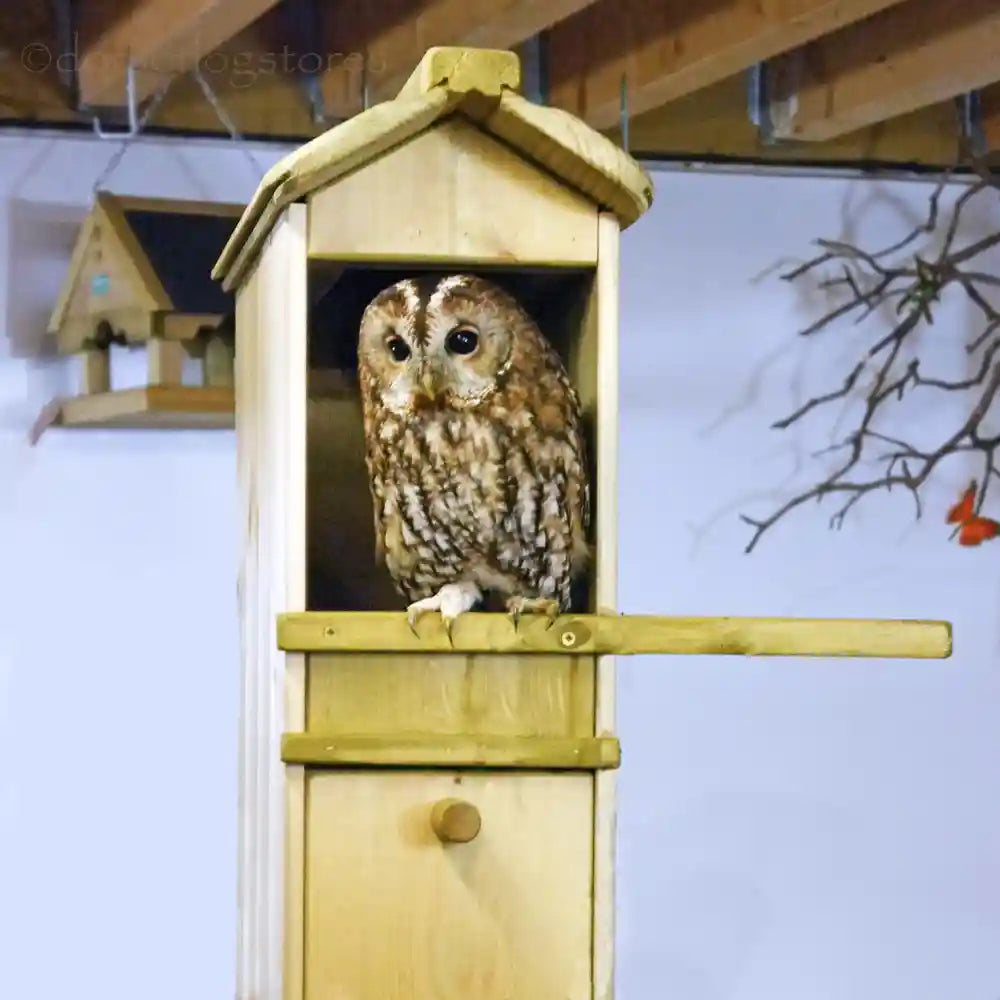 Front view Flyte Tawny Owl Nesting Box