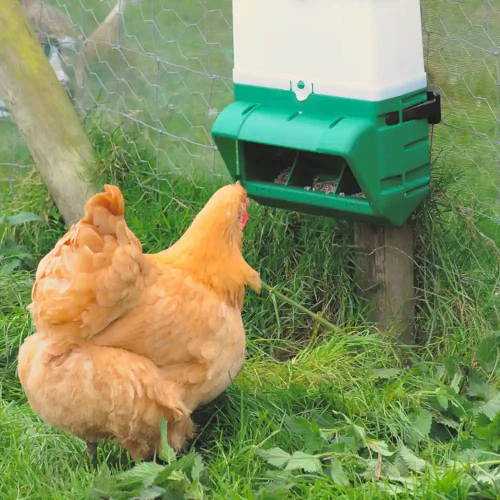 Wise Chicken Feeder with Orpington hen