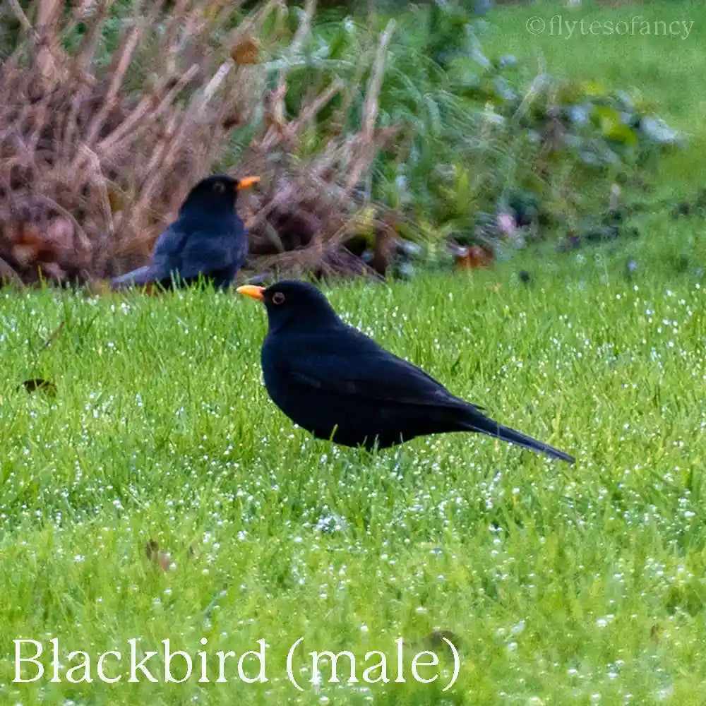 Blackbird - male