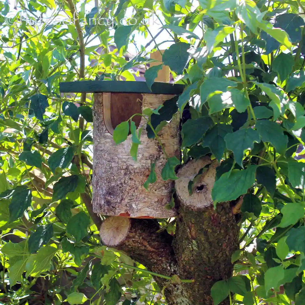Open Fronted Log Nesting Box in a tree