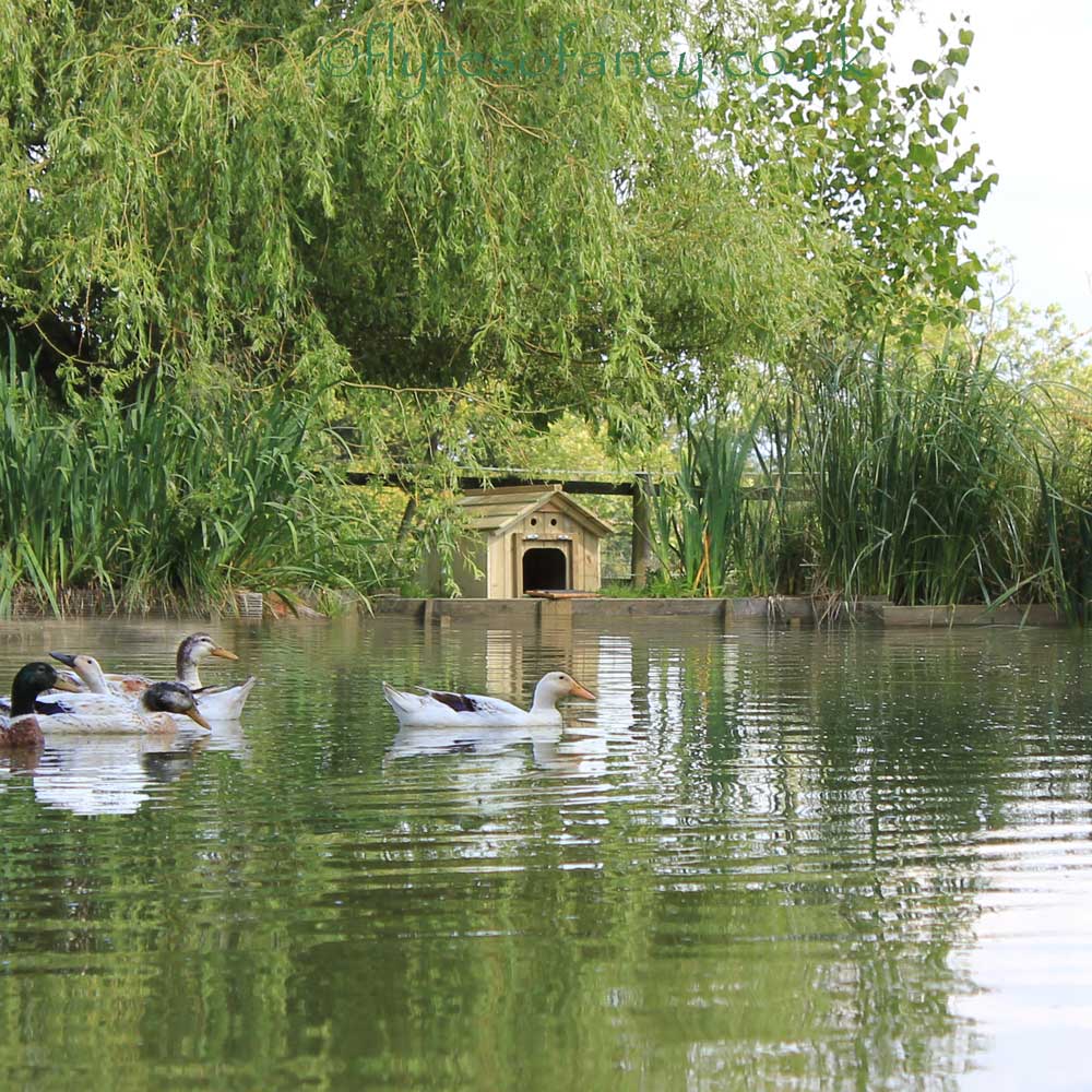 Small Dinky Duck House with ducks by the pond