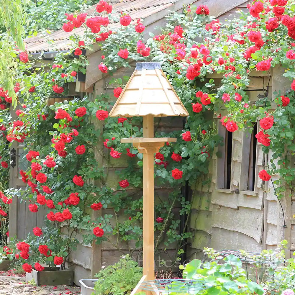 Elizabeth Garden Bird Table and jubilee roses