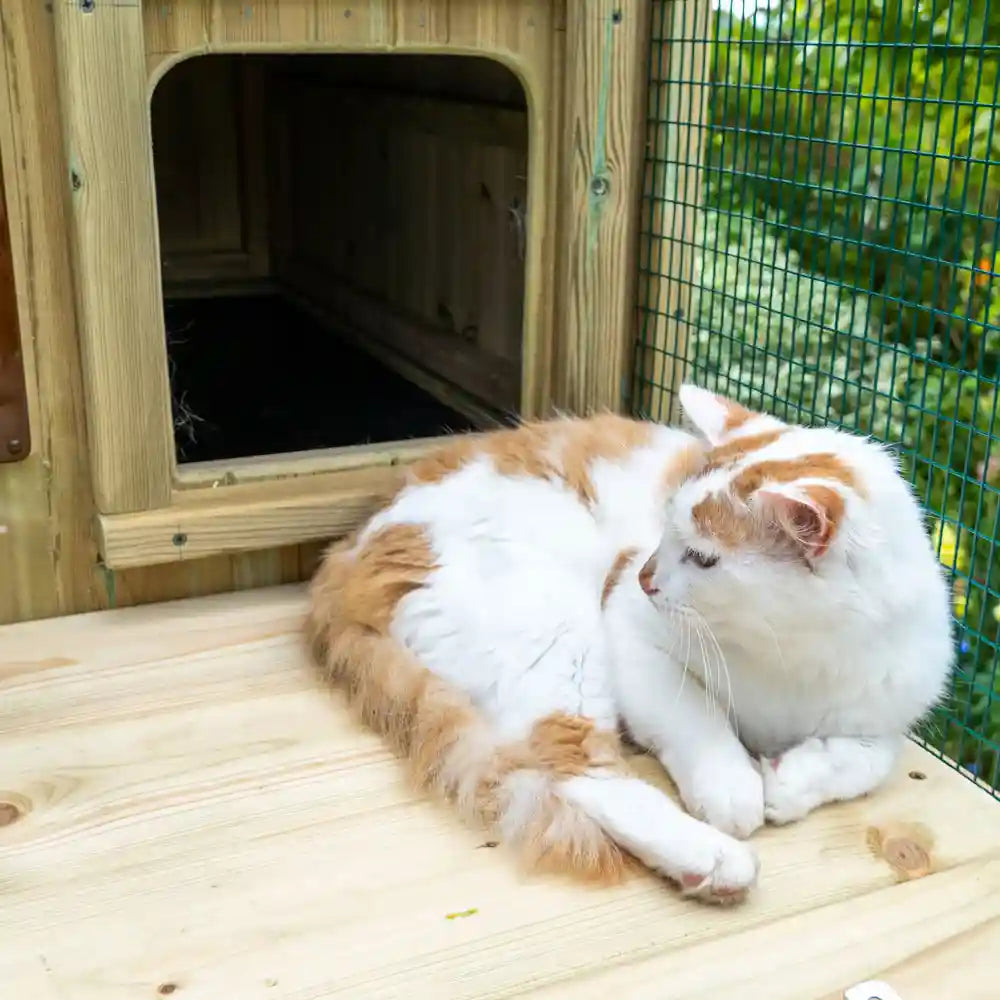 Sundeck and doorway, and kitty