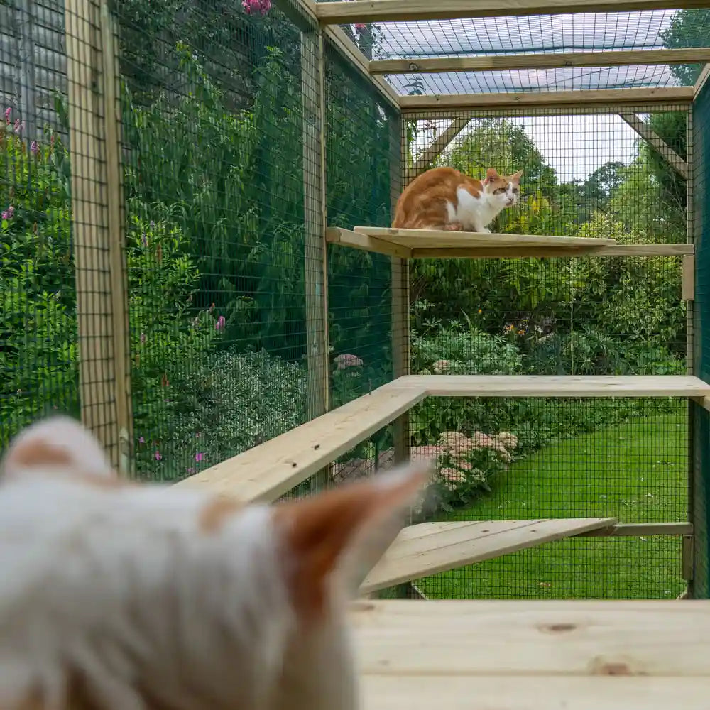 Flyte Cat Villa - doorway view