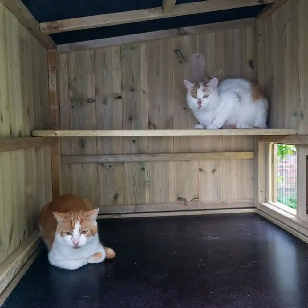 Fancy cat deals house