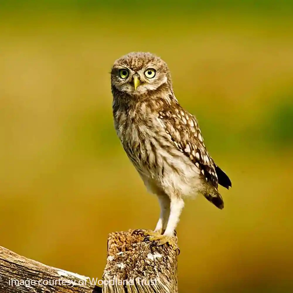 Little Owl on a fence post