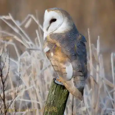 Barn Owl on a post