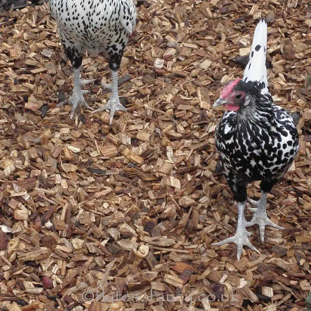 Flyte so Fancy Chickens on Woodchip