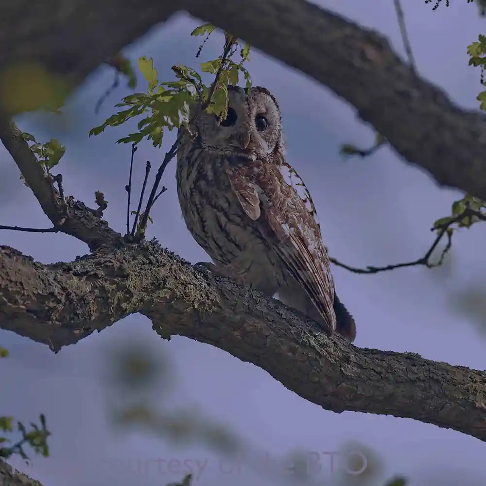 Tawny Owl