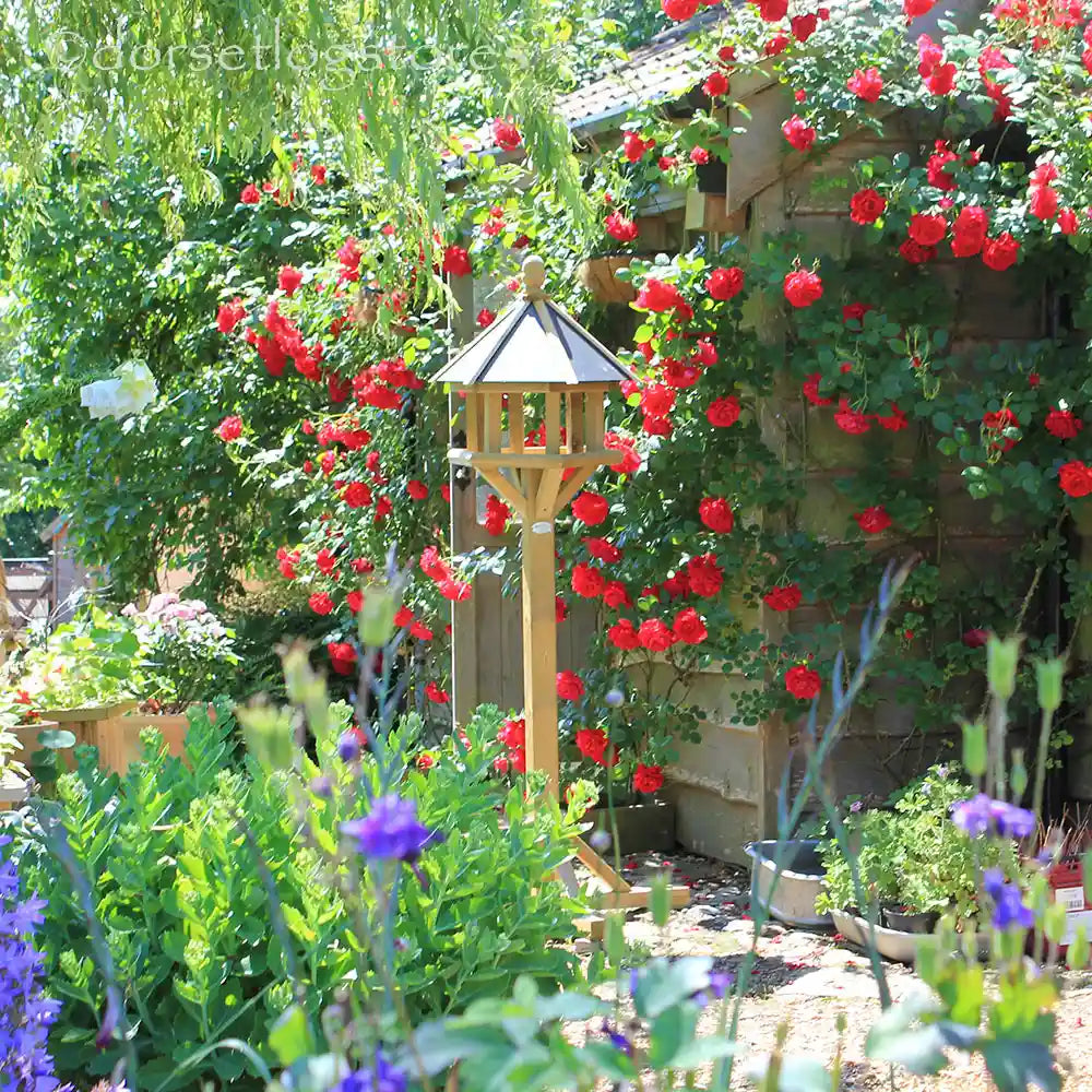 Windsor Wooden Bird Table surrounded by red roses