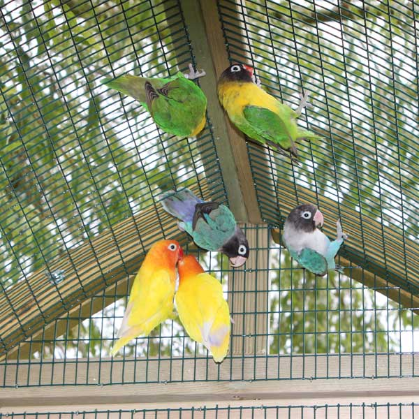 Love Birds in the Arch Aviary