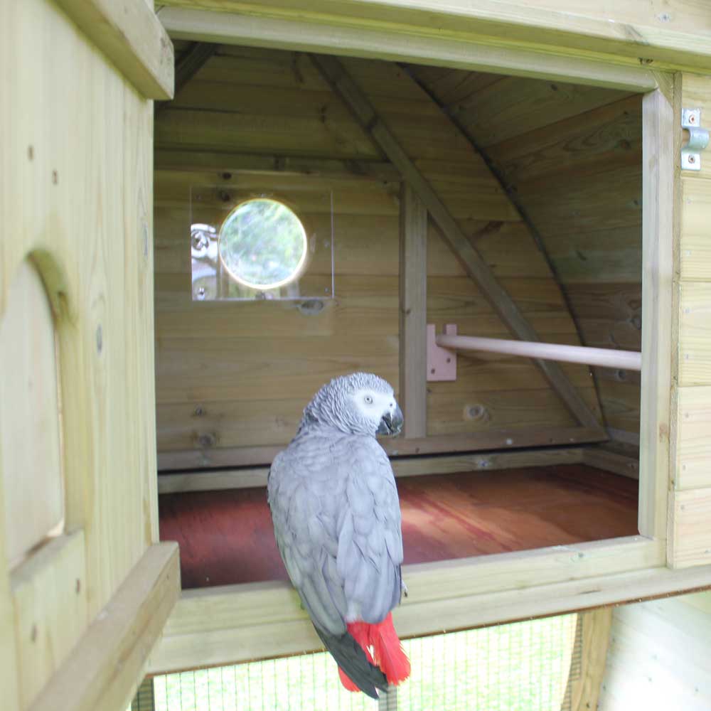 Grey Parrot in the Arch Aviary