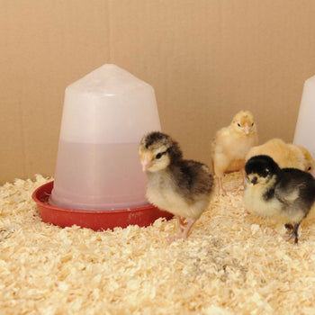 Economy Push-Fit Chick Drinkers