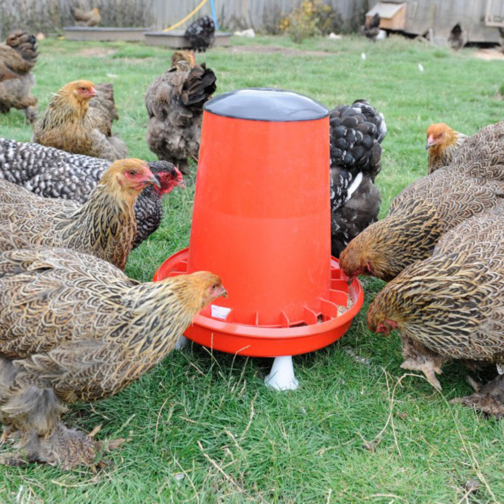 Ultimate Handy Poultry Feeder with Brahma hens